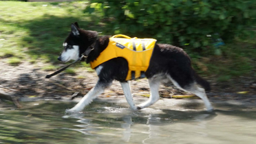 Beweglichkeit mit Hundeschwimmweste